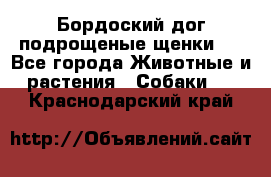 Бордоский дог подрощеные щенки.  - Все города Животные и растения » Собаки   . Краснодарский край